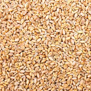 15 kg Tarwe Kippenvoer, Enkelvoudig Voer voor Kippen en Pluimvee, Voedertarwe, Tarwekorrels, Graan, Pluimveevoer, Zak Tarwekorrels, Wilde Vogels, Petigi pas cher