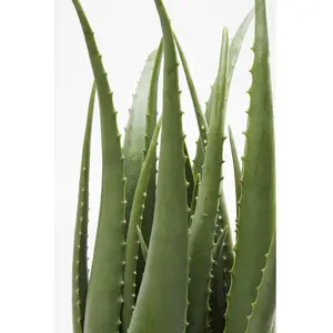 Plante décorative Aloe Kare Design pas cher
