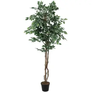 Europalms Variegato Ficus, 180cmVendu pargalaxus
