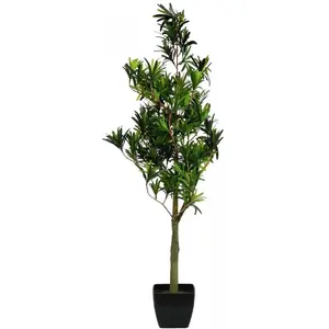 Europalms 82511520 Podocarpus, 90 cm pas cher