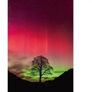 Heye Sycamore Gap 30065 pas cher