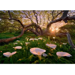 Puzzle 1000 pièces Heye Calla Clearing pas cher