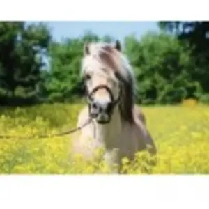Ravensburger legpuzzel Paard in een koolzaadveld, puzzel voor volwassenen, 500 stukjes, 12000210 pas cher