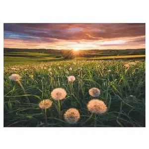 Ravensburger Nature Edition - Pissenlits au Coucher du Soleil 00592 pas cher