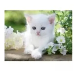 Ravensburger 12000706 - Chaton Blanc - Puzzle 1500 Pièces - Puzzles Adultes et Garçons depuis 14 Ans Puzzle Animaux