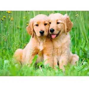 Ravensburger   The Golden Retriever Brothers   Legpuzzel   500 Stukjes