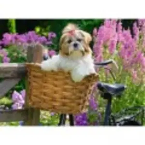 Ravensburger Petit chien mignon (100 pièces) pas cher