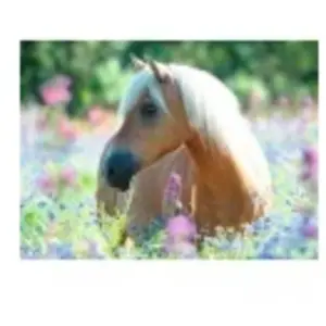 Puzzle 300 pièces Ravensburger - Cheval sur champ de fleurs pas cher