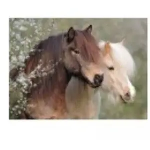 Puzzle 150 pièces XXL Ravensburger Magnifiques chevaux pas cher