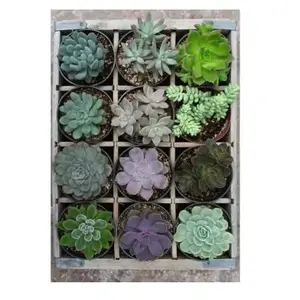 Ravensburger Vert (300 pièces) pas cher