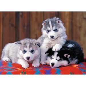 Ravensburger - Puzzle Enfant - Puzzle 200 p XXL - Mignons Huskies - Dès 8 ans - 12823 pas cher