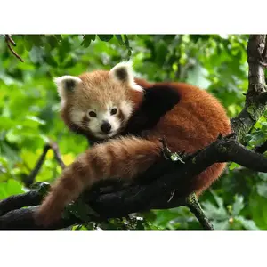 Ravensburger puzzel Schattige rode panda - Legpuzzel - 500 stukjes pas cher