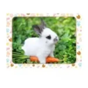 Comparateur de prix : Nathan Petit Lapin et sa Carotte 86166