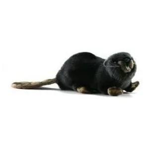 Anima Hansa bever knuffel - 20 cm - pluche - beverknuffel - knuffeldier pas cher