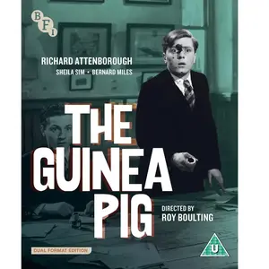 Import Guinea Pig pas cher