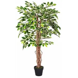 HOMESCAPES Plante Figuier pleureur Ficus Benjamina Vert & Crème 122 cm pas cher