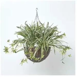 Panier à suspendre Plante artificielle Chlorophytum - Homescapes pas cher