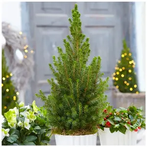 GARDENERSDREAM Picea Glauca Conica Sapin de Noël en Pot Conifère Petit Nain Sapinette à Feuillage Persistant (de 30 à 60 cm pot inclus) pas cher
