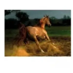 DToys Cheval chestnut 70388 pas cher