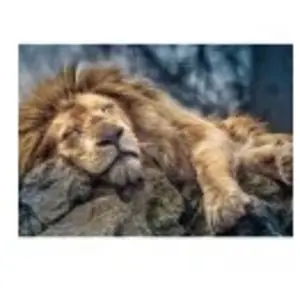 Puzzle Trefl - Lion endormi, 1000 pièces pas cher