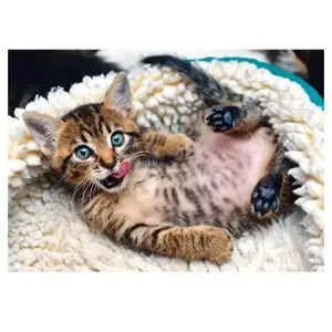 Trefl Happy Kitten puzzel - 1000 stukjes