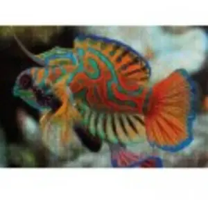 Interdruk Nature Colorée - Mandarinfish 385574 pas cher