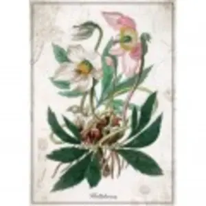 Interdruk Botanic Collection - Helleborus 384928 pas cher