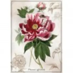 Interdruk Botanic Collection - Pivoine 384959 pas cher