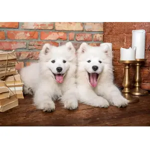 Puzzle 1000 pièces - Castorland - Chiots samoyèdes - Animaux - Intérieur - Mixte pas cher