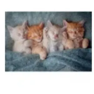 Castorland Chatons mignons 105144 pas cher