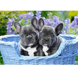 Castorland Puzzle 1000 pièces : Chiots Bouledogue français pas cher