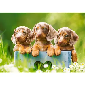 Castorland Mignons Chiots 53605 pas cher