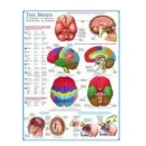 Puzzle Eurographics - Le cerveau, 1000 pièces pas cher