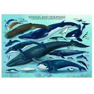 Puzzle Eurographics - Dauphins et Baleines, 1000 pièces pas cher
