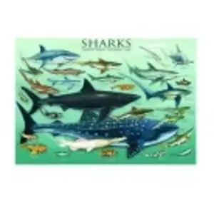 Eurographics - Puzzle Requins (1000 pièces) pas cher