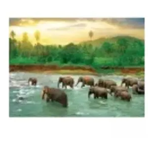 Puzzle Eurographics - Sauvez la planète ! Le règne animal, 1000 pièces pas cher