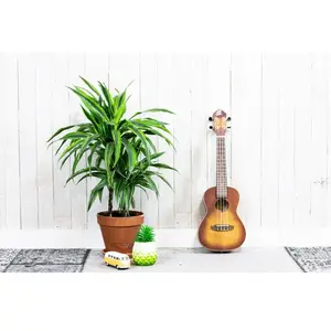Ortega RUDAWN - Ukulele concert okoume dawn sunburst satiné