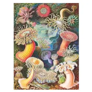 New York Puzzle Company - Vintage Images Sea Anemones - 1000 stukjes p... pas cher