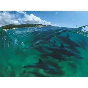 New York Puzzle Company Bottlenose Dolphins York-Puzzle-NG1993 pas cher