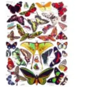 New York Puzzle Company Butterflies - Papillons York-Puzzle-PD633
