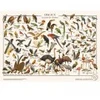 Image de Les Jolies Planches Puzzle Oiseaux Planches-03793