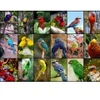 Image de Grafika Collage - Oiseaux Colorés F-30101