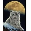 Image de Grafika Schim Schimmel - Moon Leopard F-30684