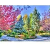 Image de Grafika Forêt Colorée, Colorado, USA F-32262