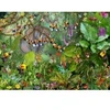 Image de Grafika François Ruyer - La Jungle 2 F-32284