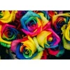 Image de Grafika Roses Multicolores F-33359