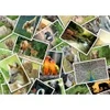 Image de Grafika Promenade au Zoo F-33393