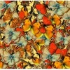 Image de Grafika Nuée de Papillons F-33458