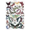 Image de Grafika Illustration du Larousse pour Tous : Papillons, 1907-1910 F-33733