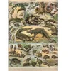 Image de Grafika Illustration du Nouveau Larousse Illustré : Reptiles, 1897-1904 F-33734